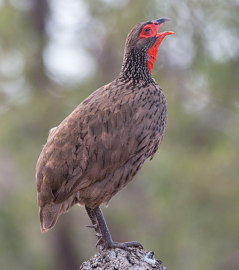 Swainson's Francolin male calling